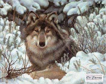 Charles Frace - Undercover - Limited Edition Gray Wolf Print