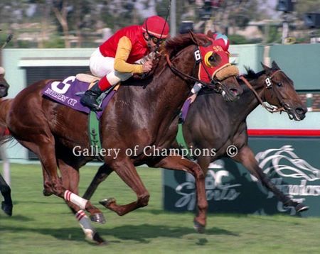 Chief Bearheart Photo - 1997 Breeder's Cup Turf Winner
