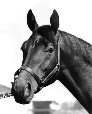 Citation Profile Photo - One of the Great Racehorses Ever
