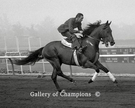 Citation Working Out At Santa Anita in 1950 - Art Print