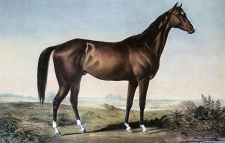 Currier & Ives - Celebrated Horse Lexington
