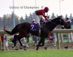Da Hoss Photo - 1996 Breeder's Cup Mile Winner