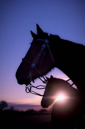 Dan Ballard - Morning Glory - Horse Art Print