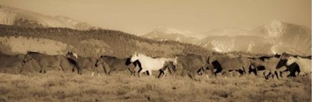 Dan Ballard - One - Wild Horse Art Print