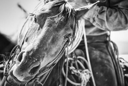 Dan Ballard - Soul of the West - Horse Art Print