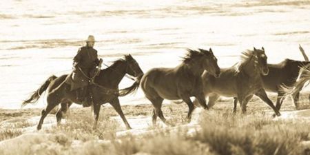 Dan Ballard - Still Wild - Western Art Print