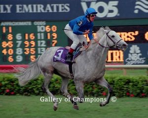 Daylami Photo - 1999 Breeder's Cup Turf Winner