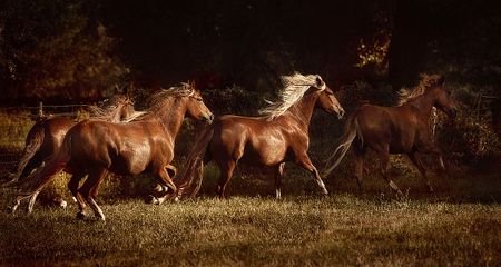 Lisa Dearing - Fire And Grace - Sepia Art Print