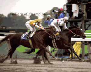 Desert Stormer Photo - 1995 Breeder's Cup Sprint Winner