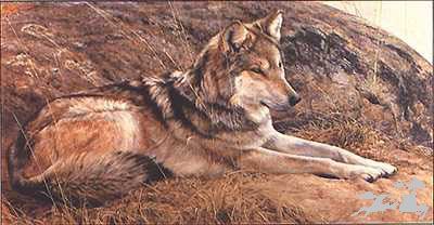 Edward Aldrich - Silent Watch - Limited Edition