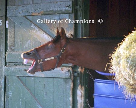 Hey You Forgot Me -- Saratoga Race Course