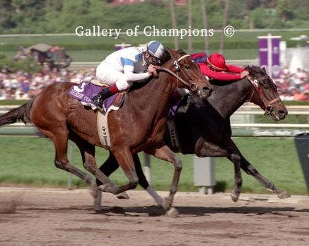 Hollywood Wildcat Photo - 1993 Breeder's Cup Distaff Winner