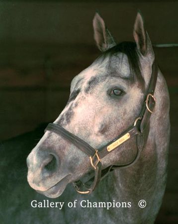 Holy Bull Portait - Champion Thoroughbred Racehorse