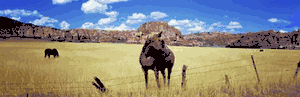 Horses Grazing at Kolob Reservoir, Utah - Panoramic Horse Print