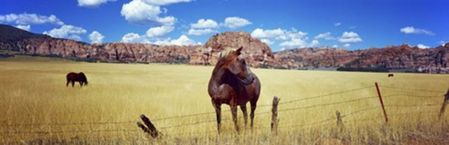 Horses Grazing at Kolob Reservoir, Utah - Panoramic Horse Print