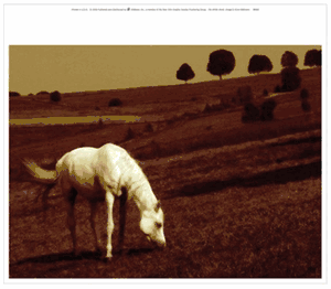 Ilona Wellmann - White Horse - Art Print