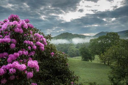 Jason Clemmons - Rhodies Along the Pasture - Canvas Giclee