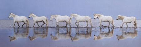 Javier Ortega - Walk On - Horse Print