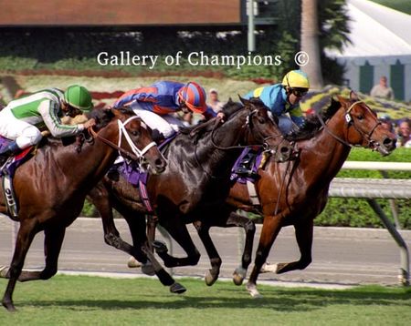 Johar Photo - High Chaparral 2003 Breeders Cup Turf Dead Heat