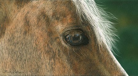 Judy Larson - Golden - Horse Canvas Giclee