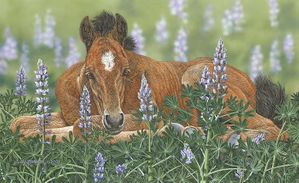 Judy Larson - Lounging in the Lupines - Foal Canvas
