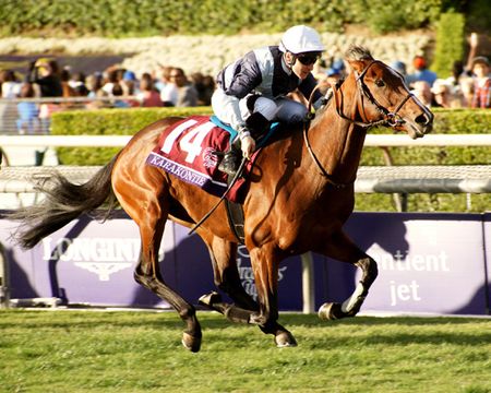 Karakontie Wins 2014 Breeders Cup Mile - Framed & Unframed Photos