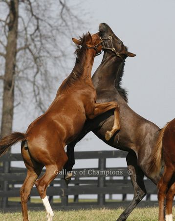 Kentucky Paddock Duel #1 - Photo in Several Sizes