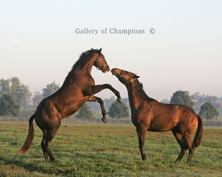 Kentucky Paddock Duel #2 - Photo in Several Sizes