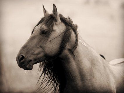 Kimerlee Curyl - Chief - Wild Horse Print UNAVAILABLE