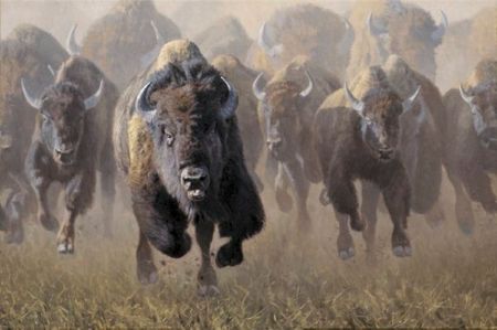 Kyle Sims - Full Throttle - American Bison Print