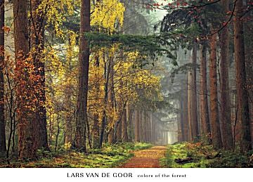 Lars Van De Goor - Colors of the Forest - Autumn Print