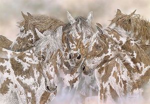 Judy Larson - Packherd - Limited Edition Print