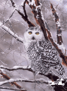 Lesley Harrison - Eyes Of The Spirit UNAVAILABLE
