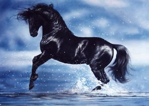 Lesley Harrison - Splash Dance UNAVAILABLE