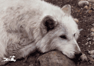 Lesley Harrison - The Old Wolf Remembers UNAVAILABLE