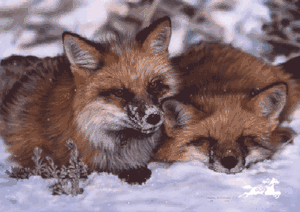 Lesley Harrison - Winter Nap UNAVAILABLE