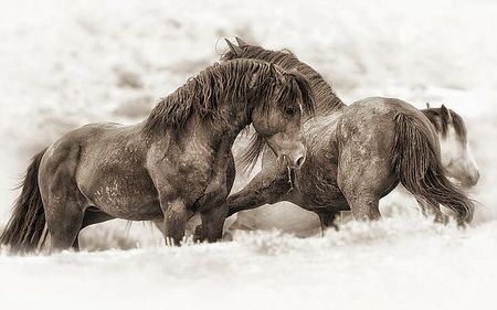 Lisa Dearing - Brothers - Horse Print