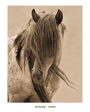 Lisa Dearing - Freedom - Horse Print