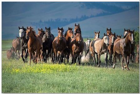 Lisa Dearing - Montana Thunder - Horse Print - Canvas and Paper Options