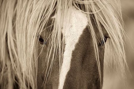 Lisa Dearing - The Blonde - Horse Print