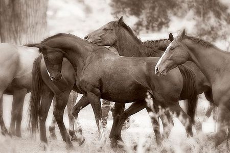 Lisa Dearing - The Herd - Wild Horse Print