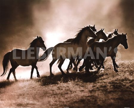 Lisa Dearing - Wild Horses UNAVAILABLE