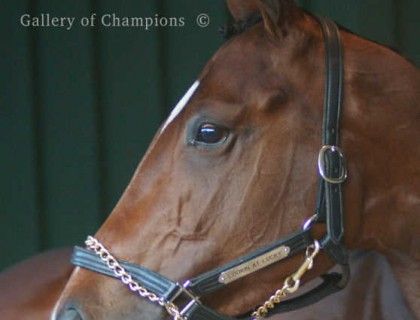 Lookin at Lucky Portrait - Thoroughbred Horse Photo