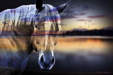 Mark Ashkenazi - Horse Whisperer - Art Print - Multiple Sizes