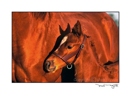 Mark Wyville - Close to Mama Art Print