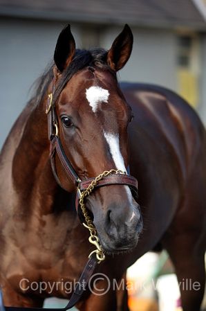 Mark Wyville - Rachel Alexandra I Print