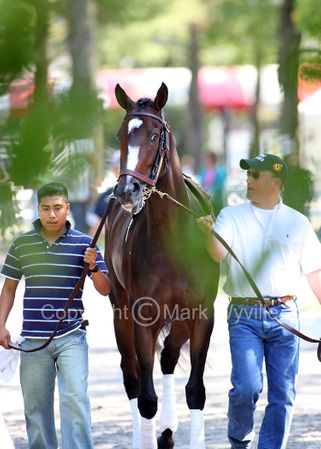 Mark Wyville - Rachel Alexandra III Photo