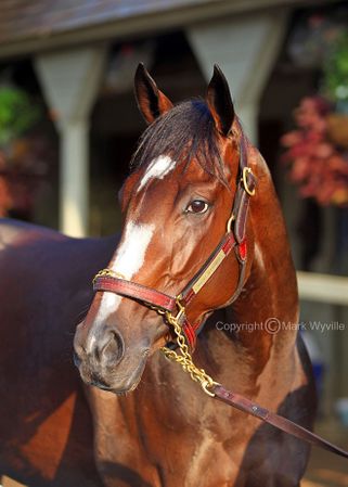 Mark Wyville - Rachel Alexandra IV Photo