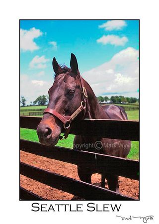 Mark Wyville - Seattle Slew Looking Over Fence #2