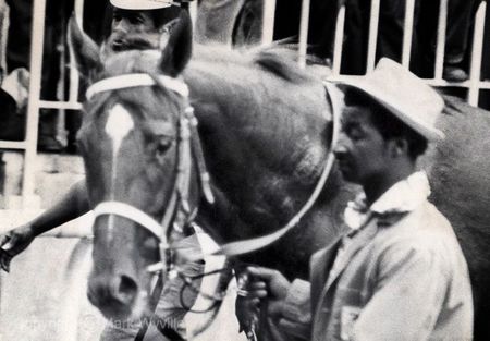 Mark Wyville - Secretariat, Black and White #2